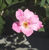 Knock Out Radyod Blushing Knock Out bloom
