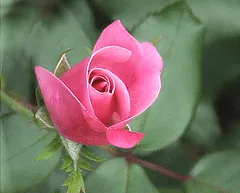 Knock Out Radcon Pink Knock Out bud