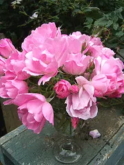 Knock Out Radcon Pink Knock Out cut flowers