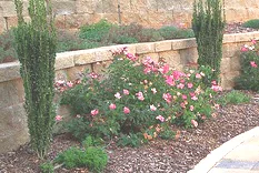 Knock Out Radkopink Pink Double Knock Out shrub