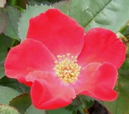 Home Run shrub rose bloom by Midwest Gardening