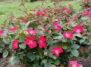 Homerun Shrub rose by Midwest Gardening