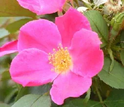 A single bright pink 'Pink Home Run' rose bloom with yellow stamens