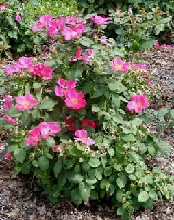 Pink Home Run Shrub Rose bush by Midwest Gardening
