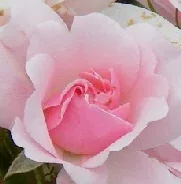 Bonica Hardy Shrub Rose bloom by Midwest Gardening