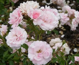 Bonica Hardy Shrub Rose bloom clusters by Midwest Gardening