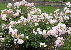 Bonica Hardy Shrub Rose by Midwest Gardening