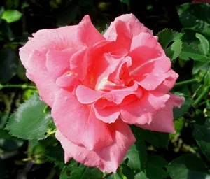 Carefree Celebration Radler Shrub Rose by Midwest Gardening