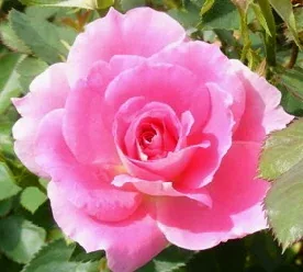 Carefree Wonder Meilland Shrub Rose bloom by Midwest Gardening