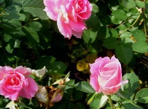 Carefree Wonder Meilland Shrub Rose by Midwest Gardening