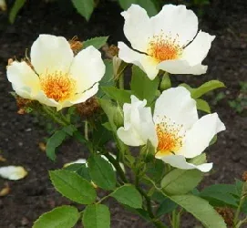 Golden Wings shrub rose blooms by Midwest Gardening