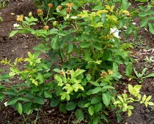 Golden Wings shrub rose foliage by Midwest Gardening