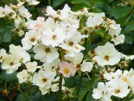 Lena Shrub Rose flowers by Midwest Gardening