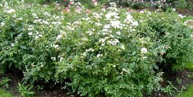 Lena Shrub Rose by Midwest Gardening