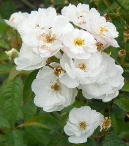 Ole Hardy Shrub Rose flower by Midwest Gardening