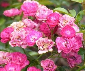 Sigrid Shrub Rose flowers by Midwest Gardening