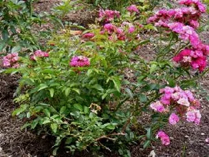 Sigrid Shrub Rose bush by Midwest Gardening