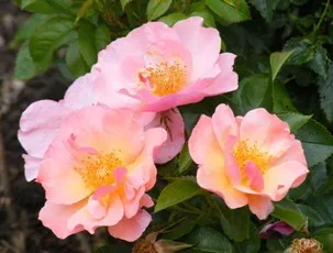 Species Wild Apple Rose Rosa Pomifera blooms by Midwest Gardening