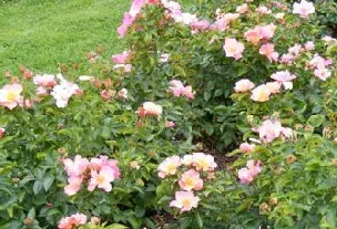 Species Wild Apple Rose Rosa pomifera shrub by Midwest Gardening