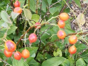Rosa pomifera Species Wild Apple Rose hips1