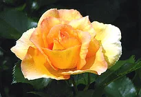 Eureka floribunda bloom