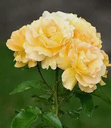 Eureka floribunda cluster