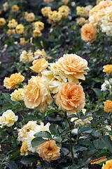 Eureka floribunda shrub