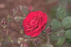 Europeana floribunda bloom