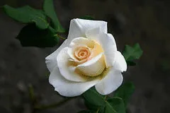 French Lace floribunda bloom