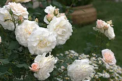 French Lace floribunda shrub