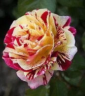 George Burns floribunda bloom