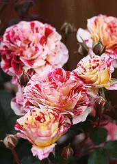 George Burns floribunda cluster
