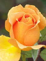 Honey Perfume floribunda bud