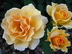 Honey Perfume floribunda cluster