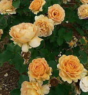Honey Perfume floribunda shrub