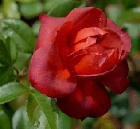 Hot Cocoa floribunda bloom