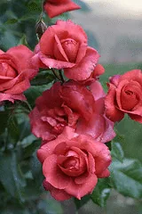Hot Cocoa floribunda cluster