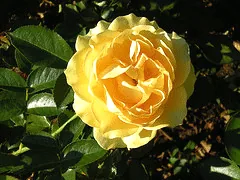 Julia Child floribunda bloom