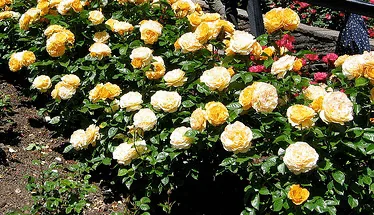 Julia Child floribunda roses