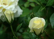 Lime Sublime floribunda