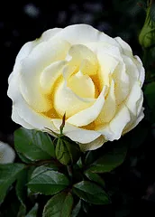 Lime Sublime floribunda bloom