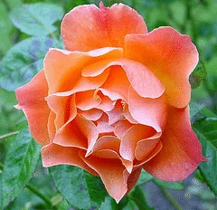 Livin Easy floribunda bloom