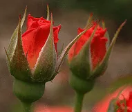 Livin Easy floribunda buds