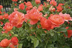 Livin Easy floribunda