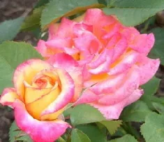 Mardi Gras Floribunda Rose blooms by Midwest Gardening