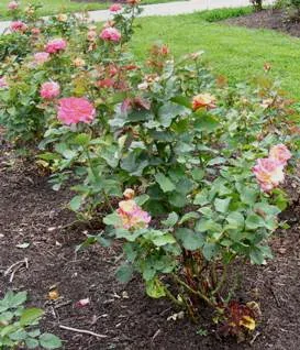 Mardi Gras Floribund Rose by Midwest Gardening