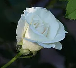 Margaret Merril floribunda bud