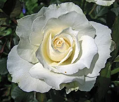 Margaret Merril floribunda bloom