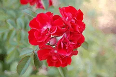 Rugosa Linda Campbell