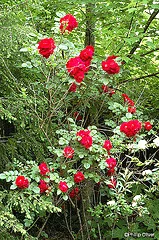 Rugosa Linda Campbell shrub